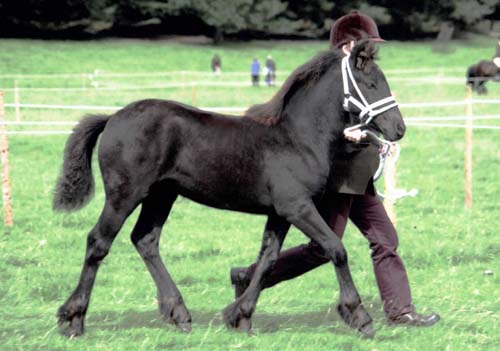 Fell pony foal Rackwood Xena